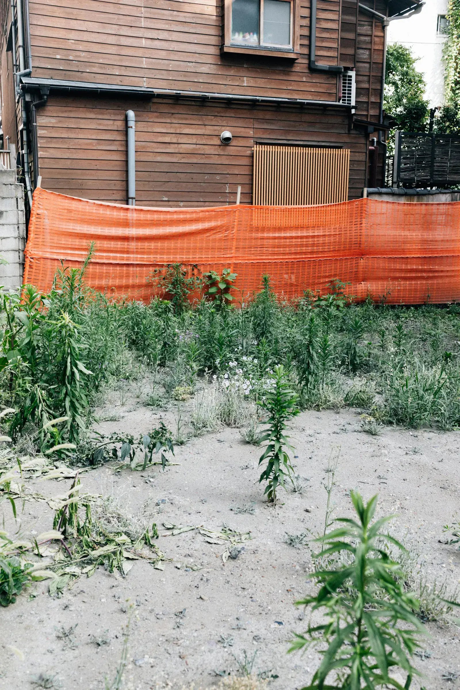 A neglected East Valley property before a yard reset visit — knee-high weeds and brush.