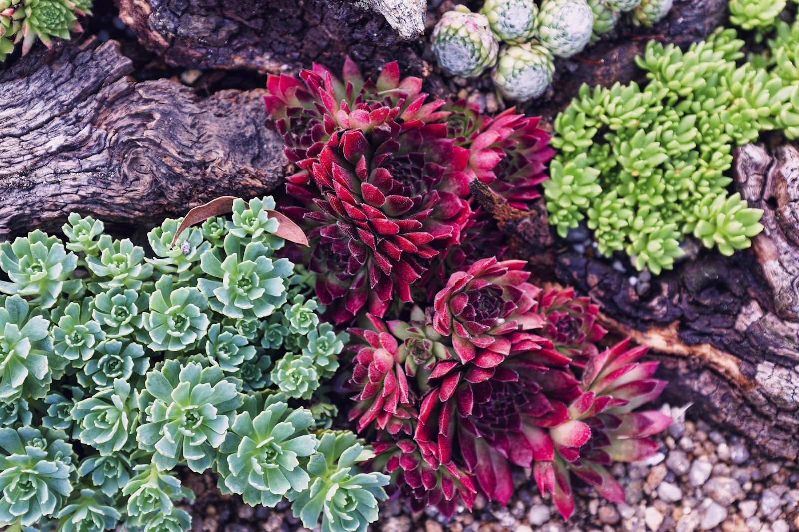 Mixed succulent bed with bark mulch in an Apache Junction residential yard.